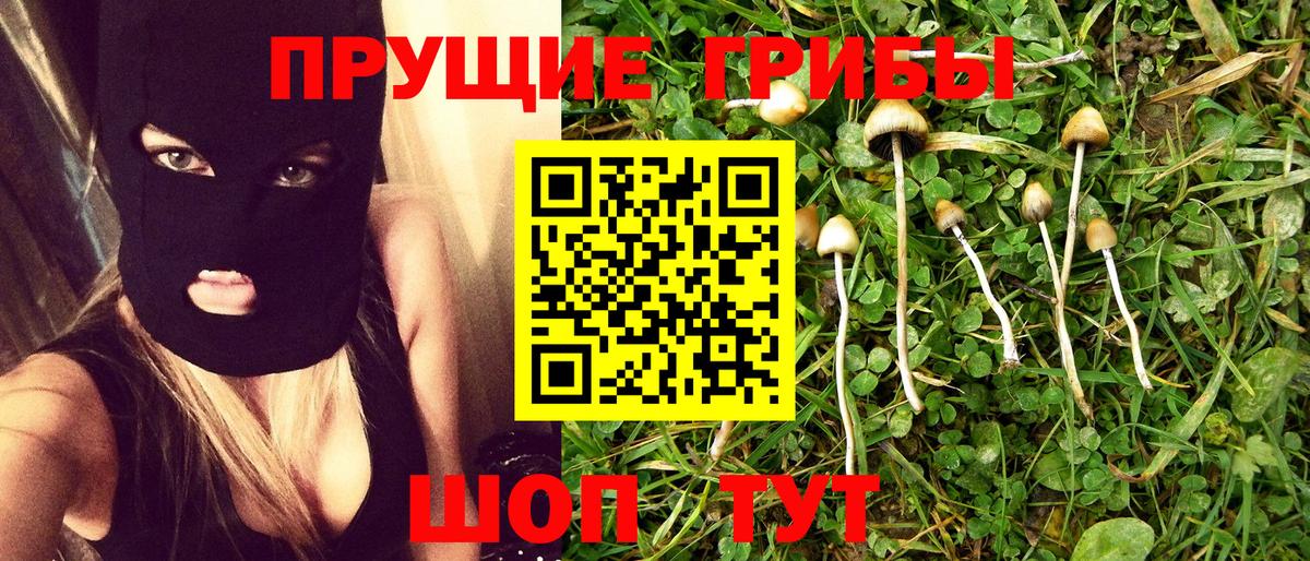 Псилоцибиновые грибы Cubensis Урус-Мартан